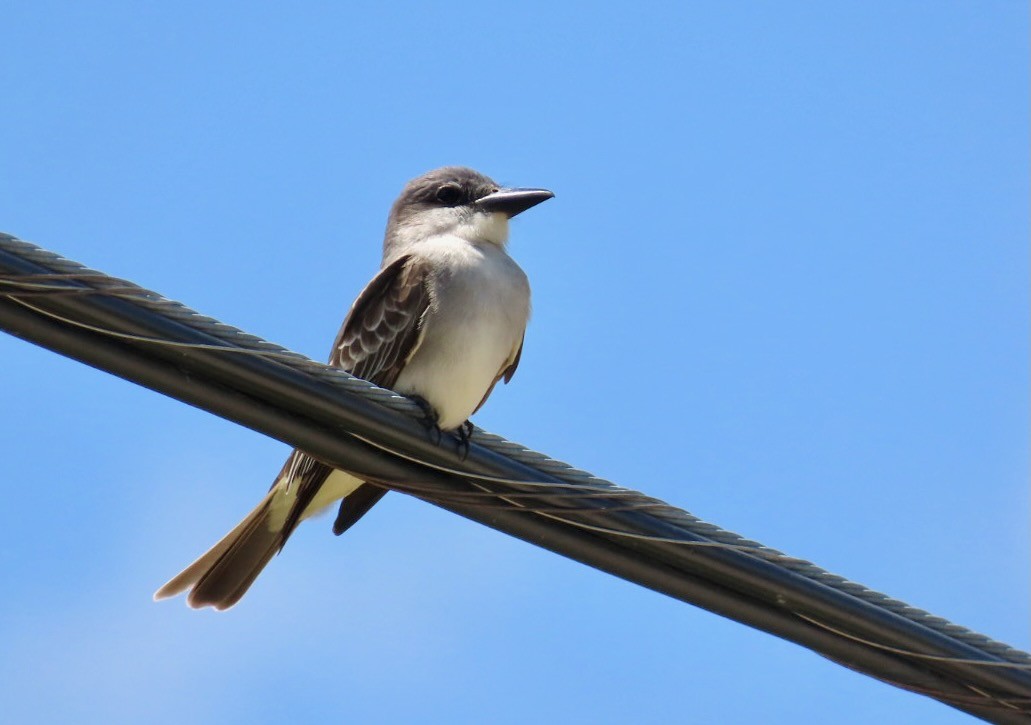 Gray Kingbird - ML634675870