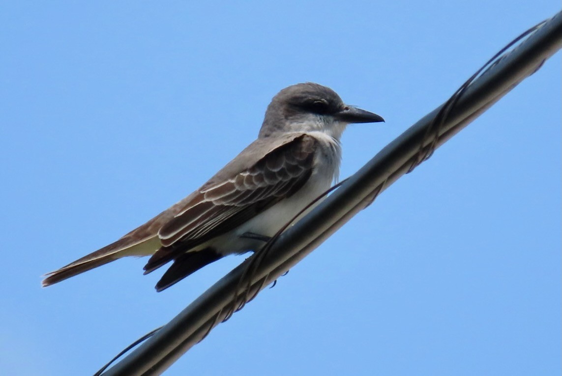 Gray Kingbird - ML634675876