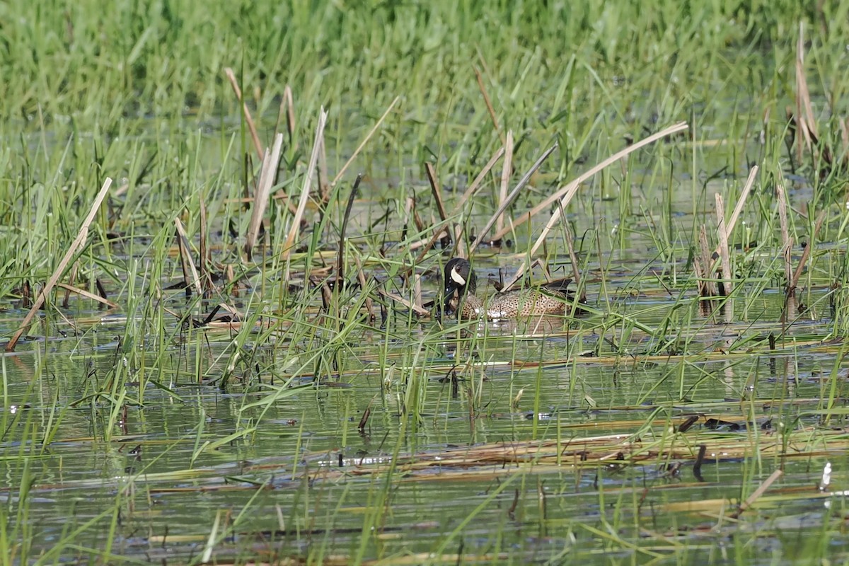 Blauflügelente - ML634675934
