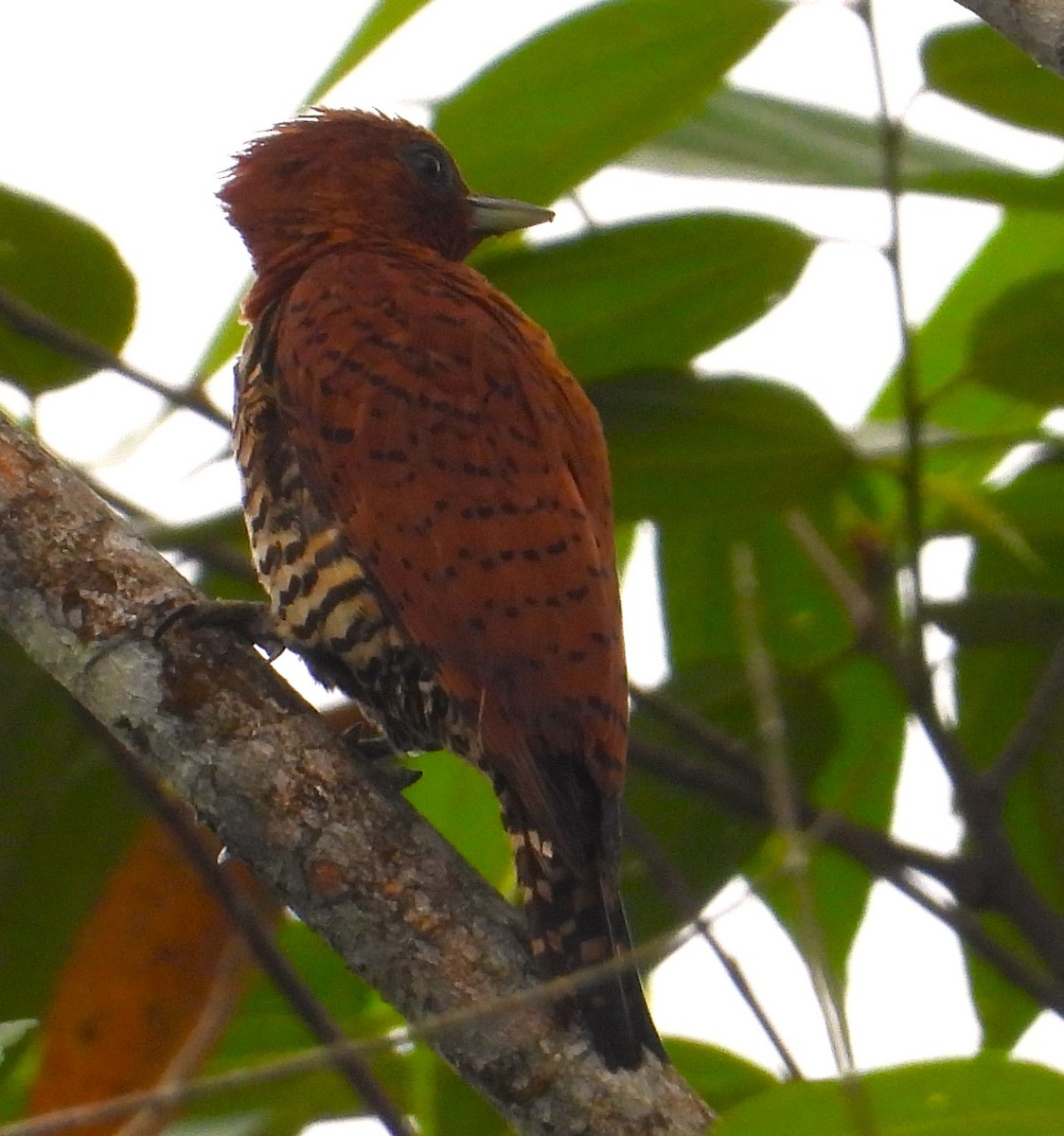 Cinnamon Woodpecker - ML634676006