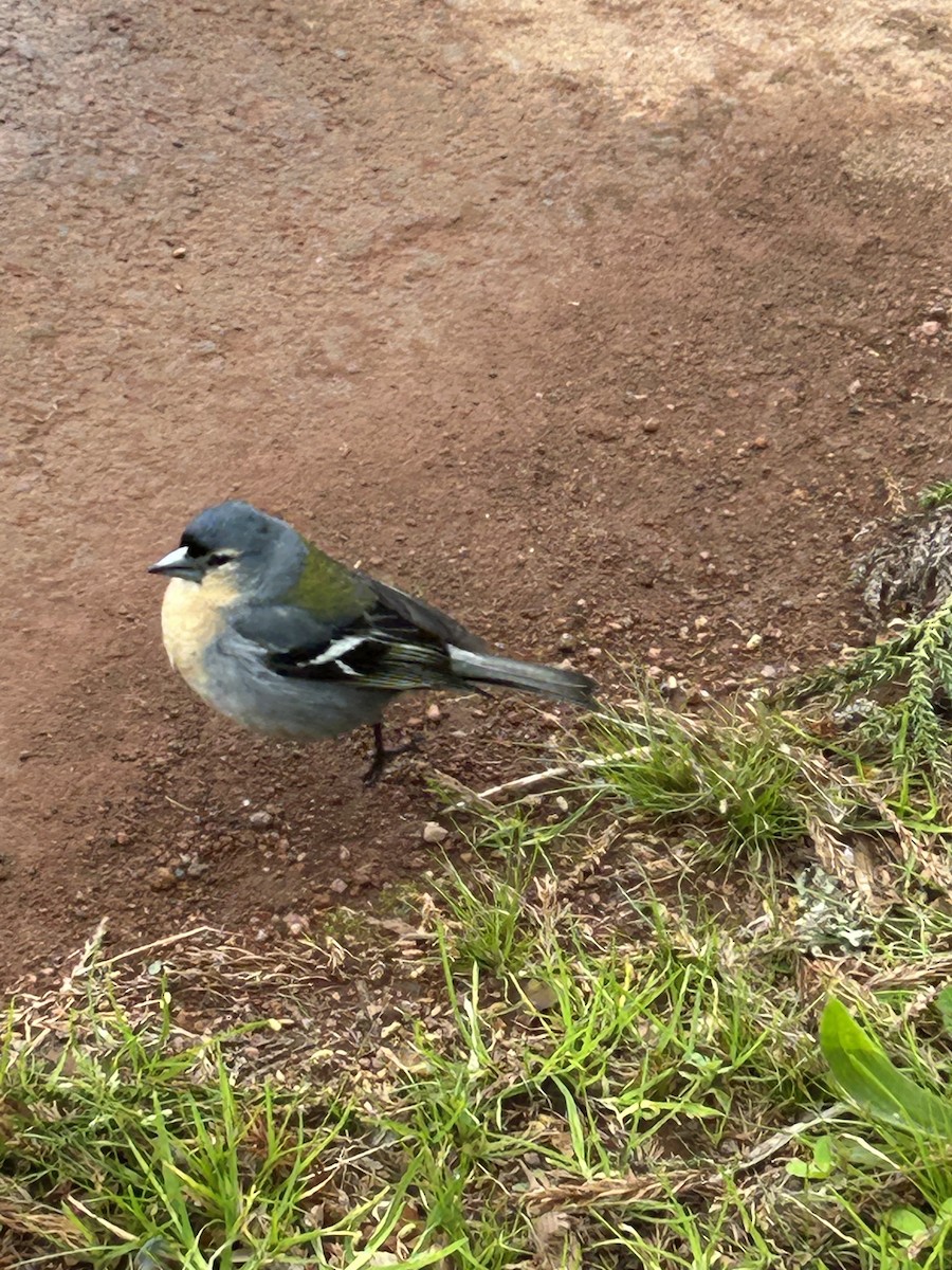 Azores Chaffinch - ML634676070