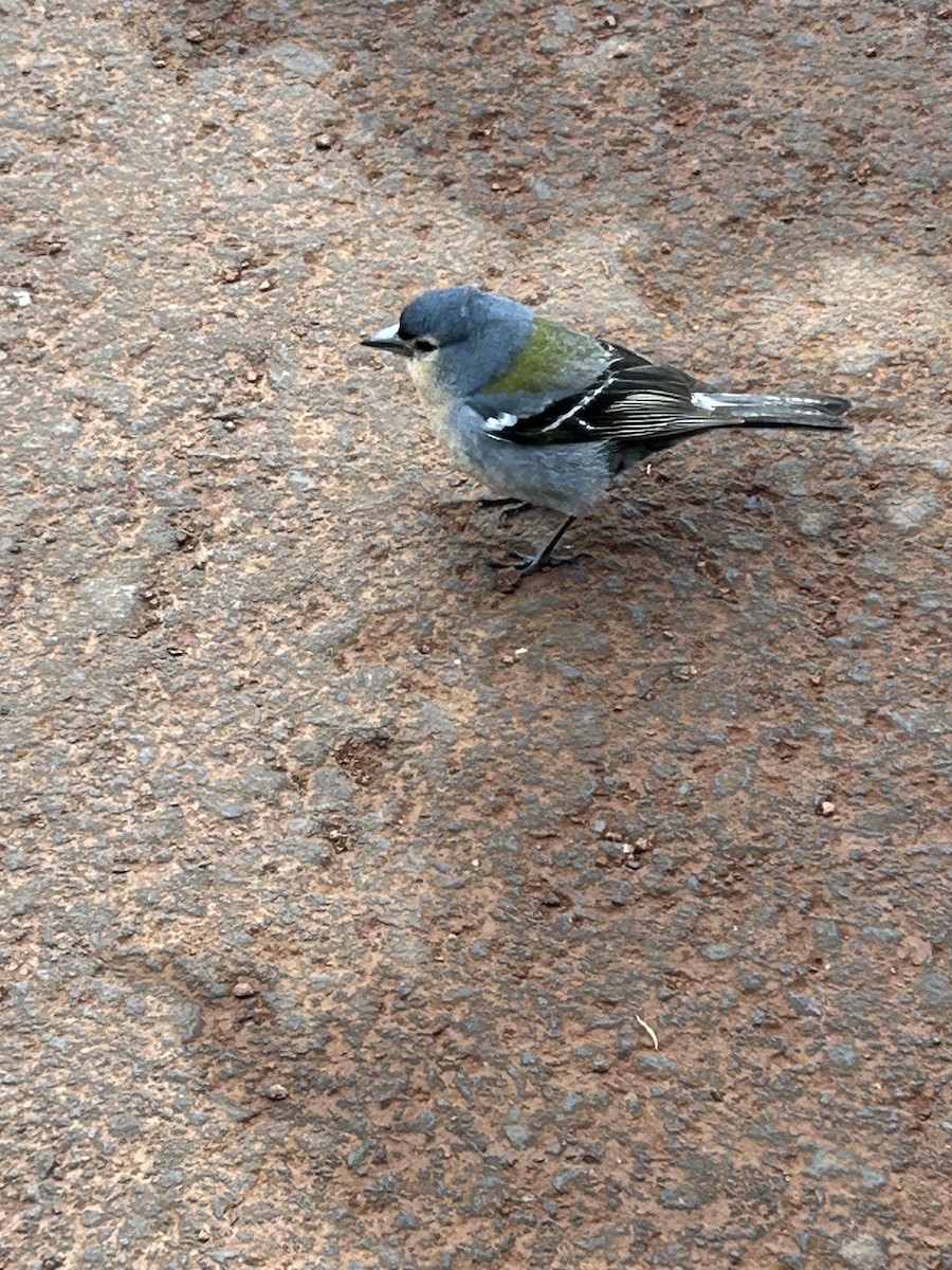 Azores Chaffinch - ML634676072