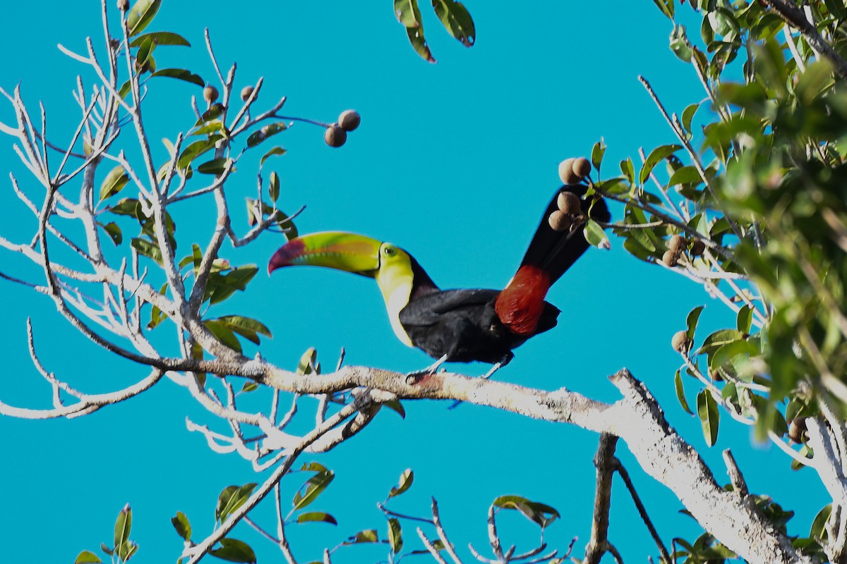 Keel-billed Toucan - ML634676293