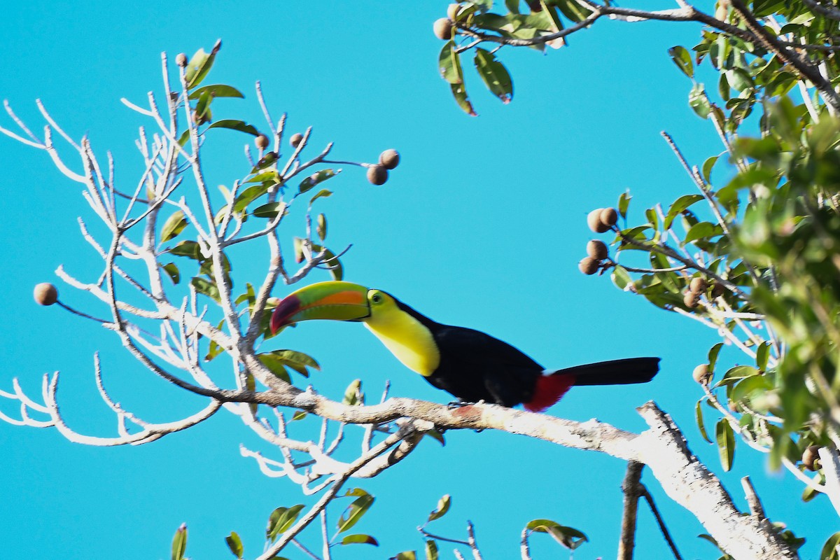 Keel-billed Toucan - ML634676302