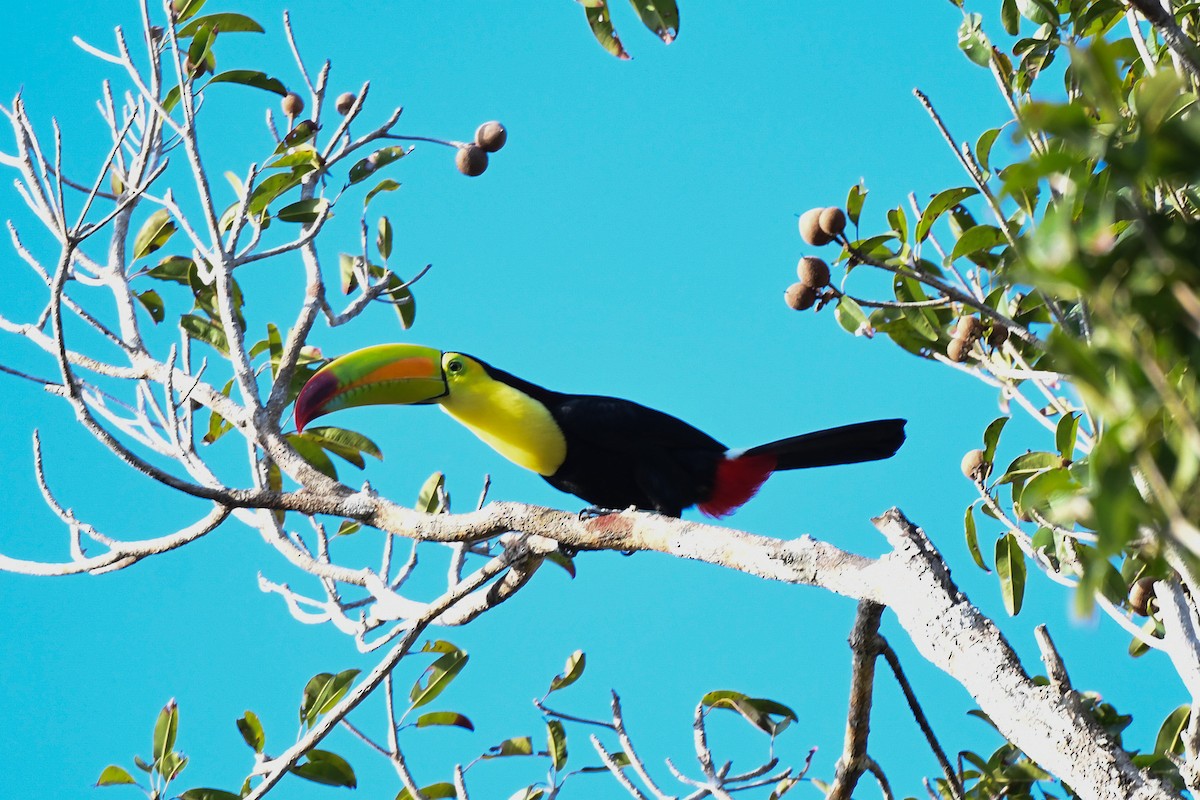 Keel-billed Toucan - ML634676310