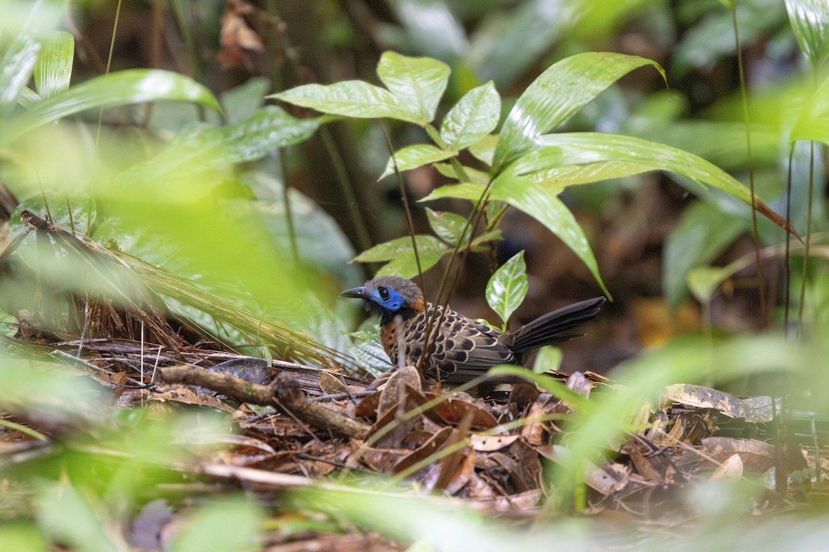 Ocellated Antbird - ML634676364