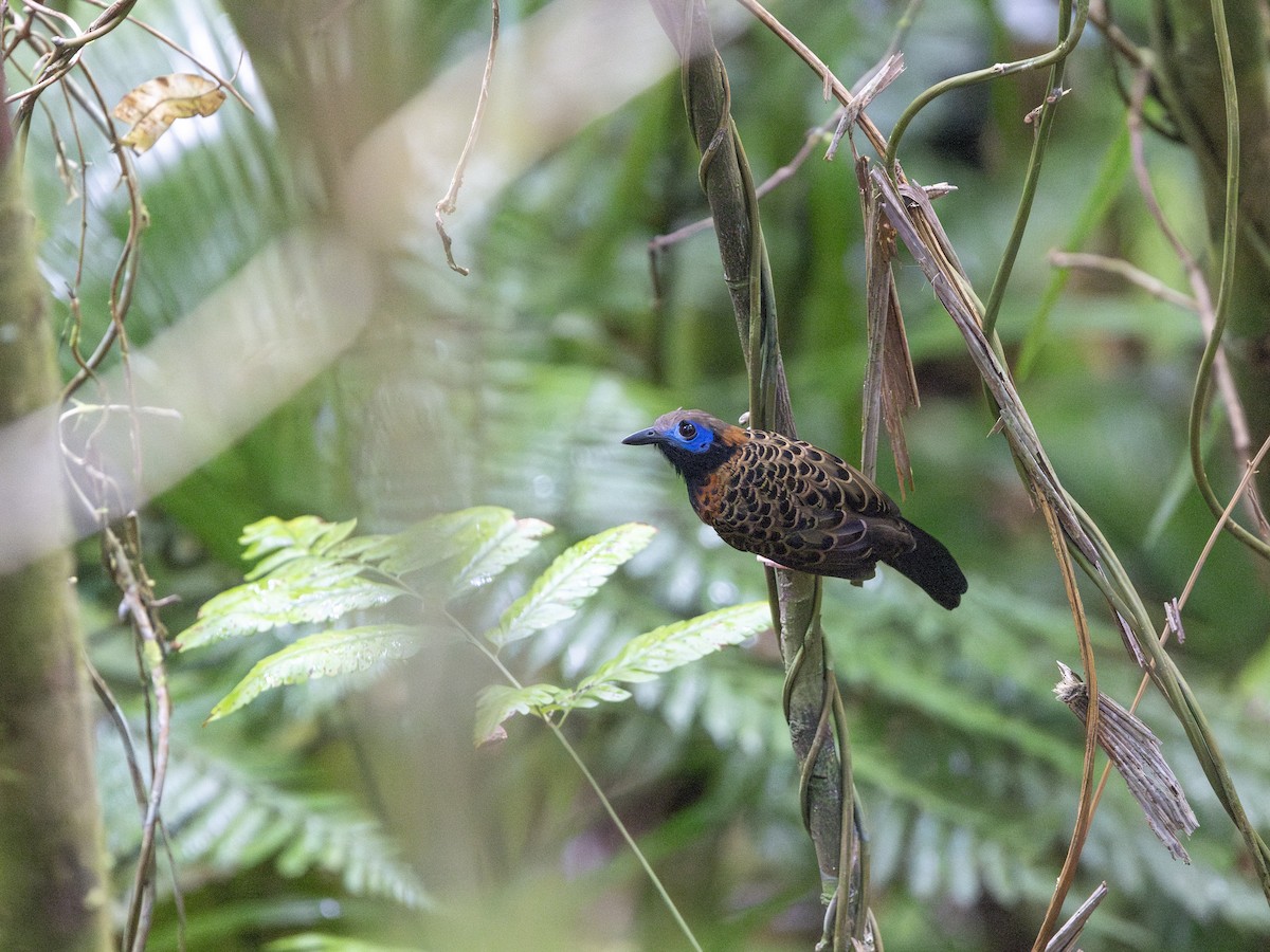 Ocellated Antbird - ML634676366