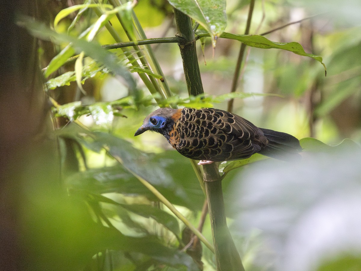 Ocellated Antbird - ML634676382