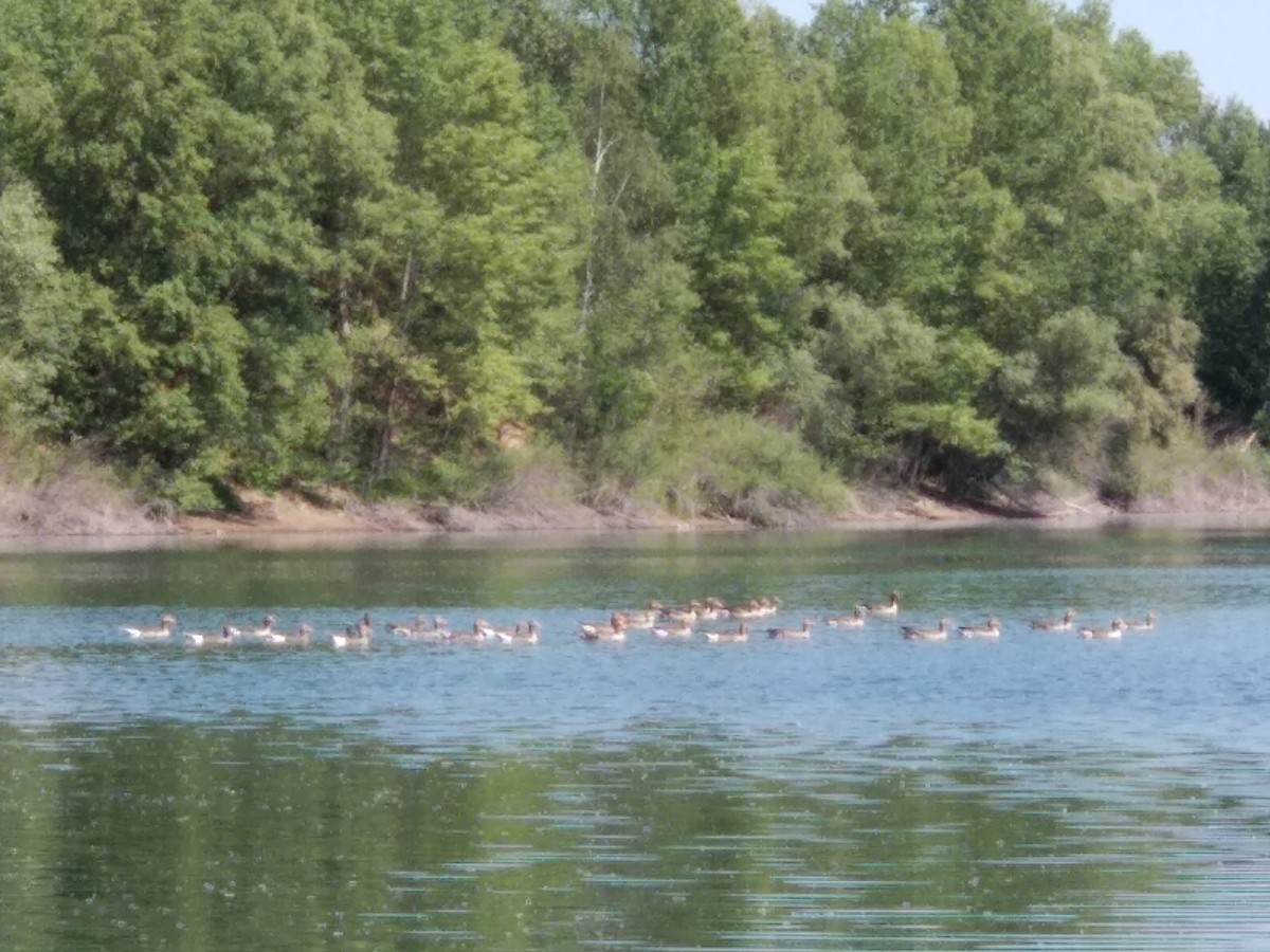 Graylag Goose - ML634676385