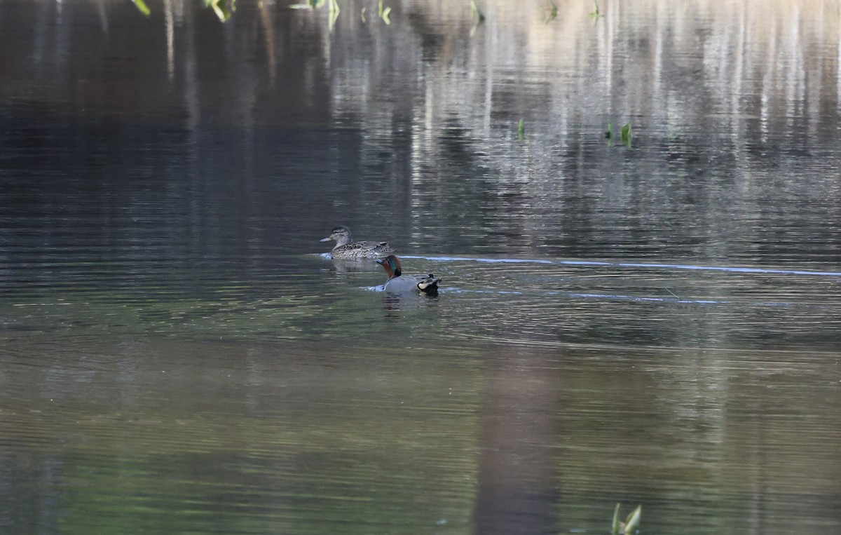 Green-winged Teal - ML634676399