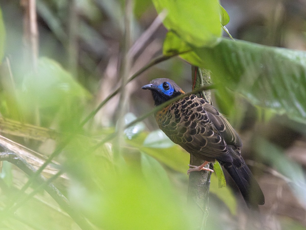 Ocellated Antbird - ML634676421