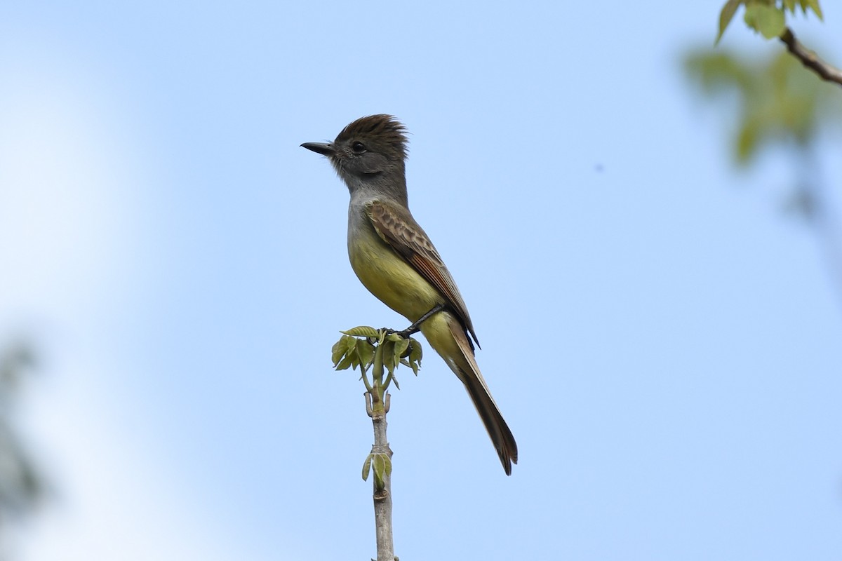 Yucatan Flycatcher - ML634676432
