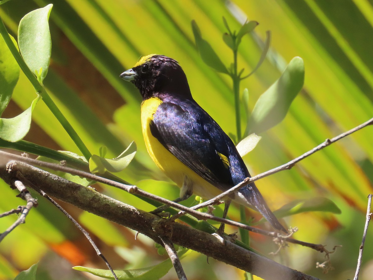West Mexican Euphonia - ML634676436