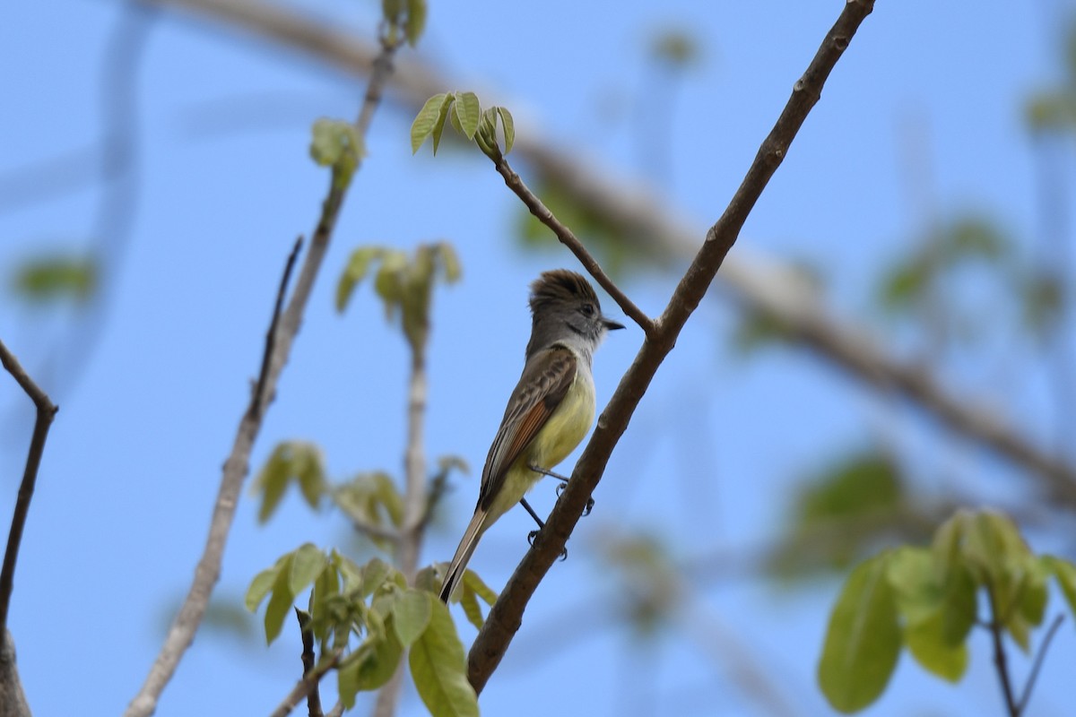 Yucatan Flycatcher - ML634676438