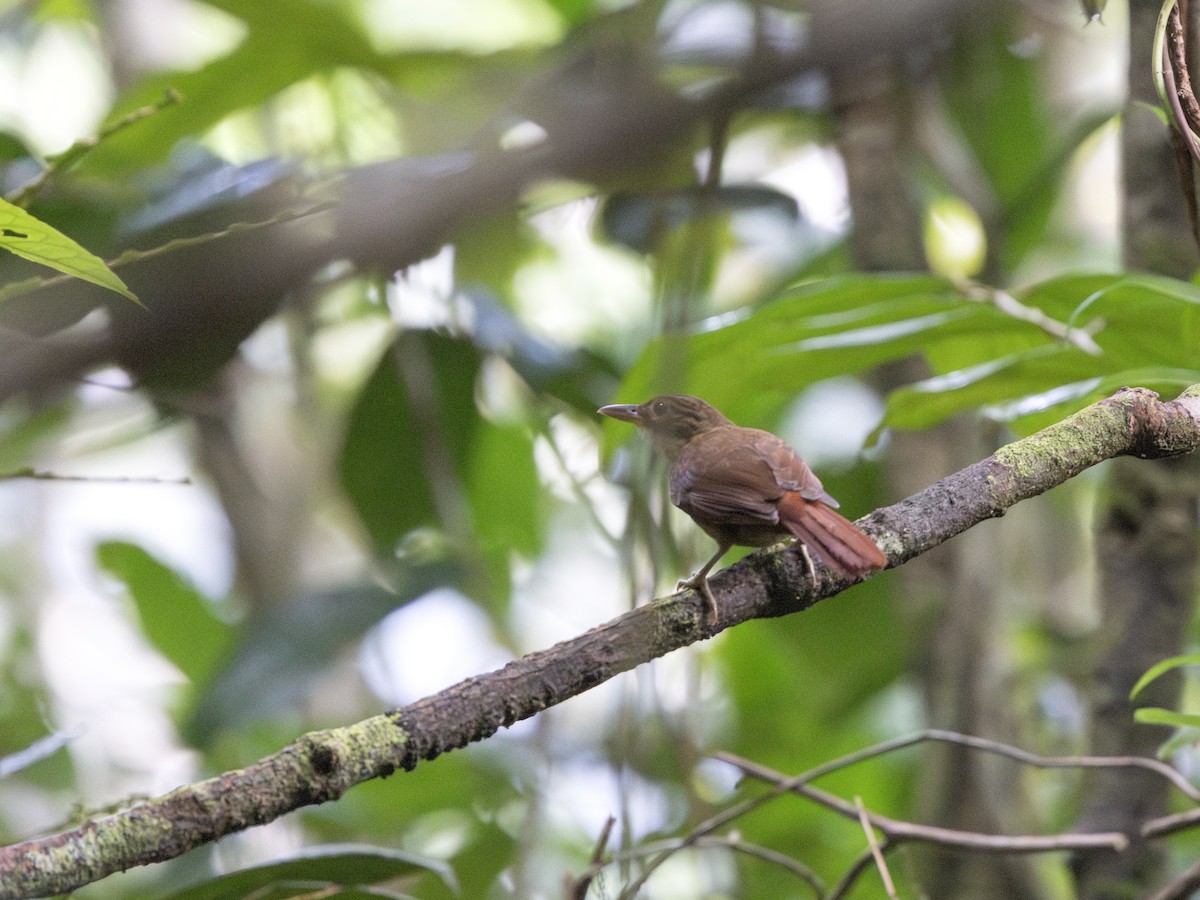 Ochre-throated Foliage-gleaner - ML634676458