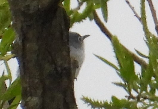 Ruby-crowned Kinglet - ML634676500