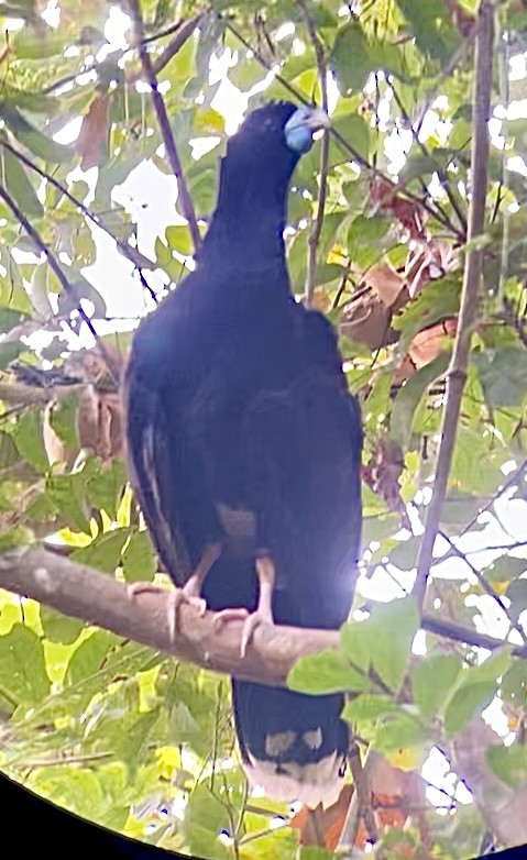 Blue-billed Curassow - ML634676686