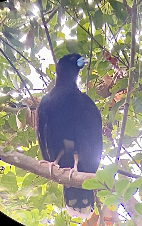 Blue-billed Curassow - ML634676687