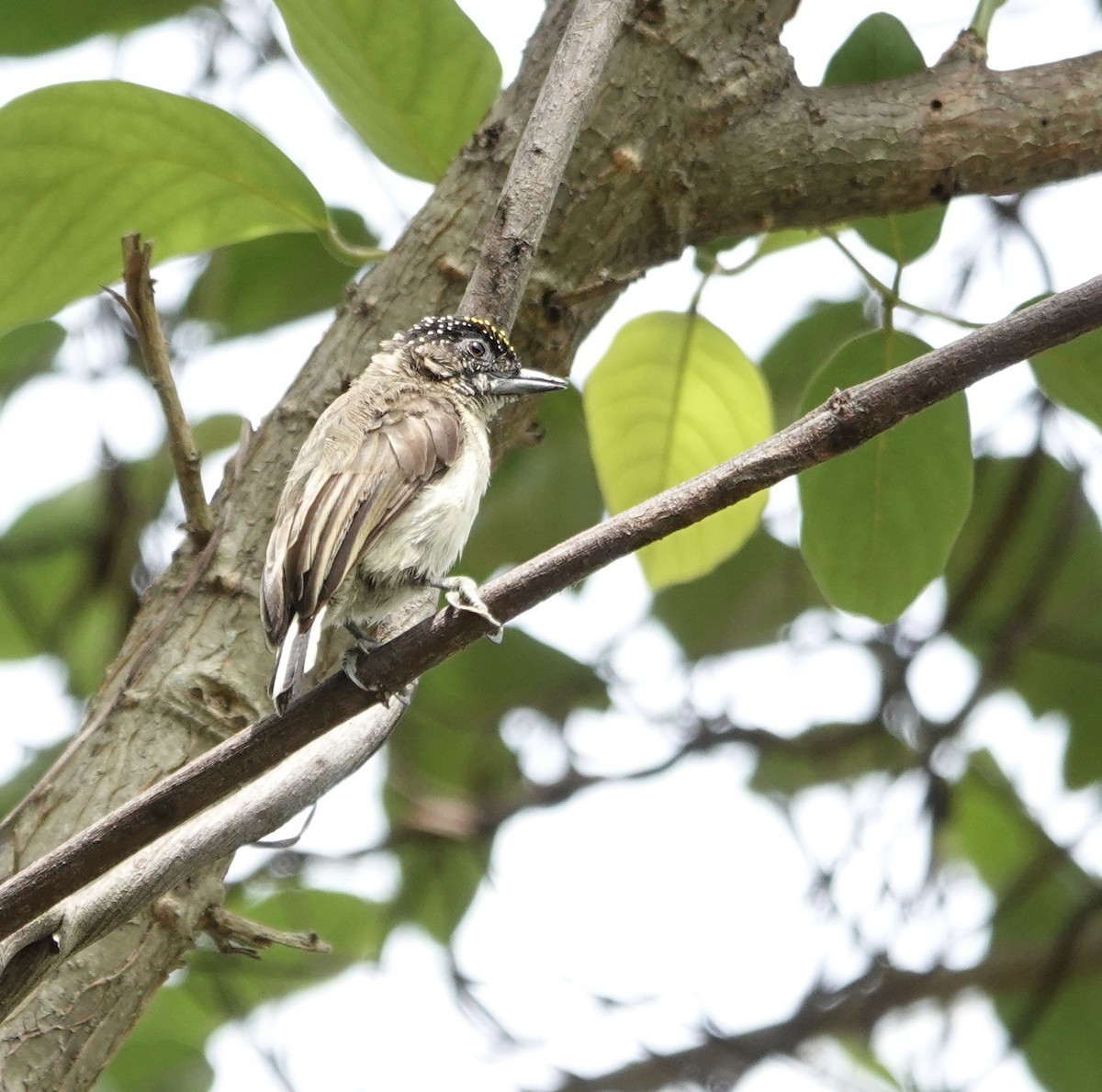 Grayish Piculet - ML634676775