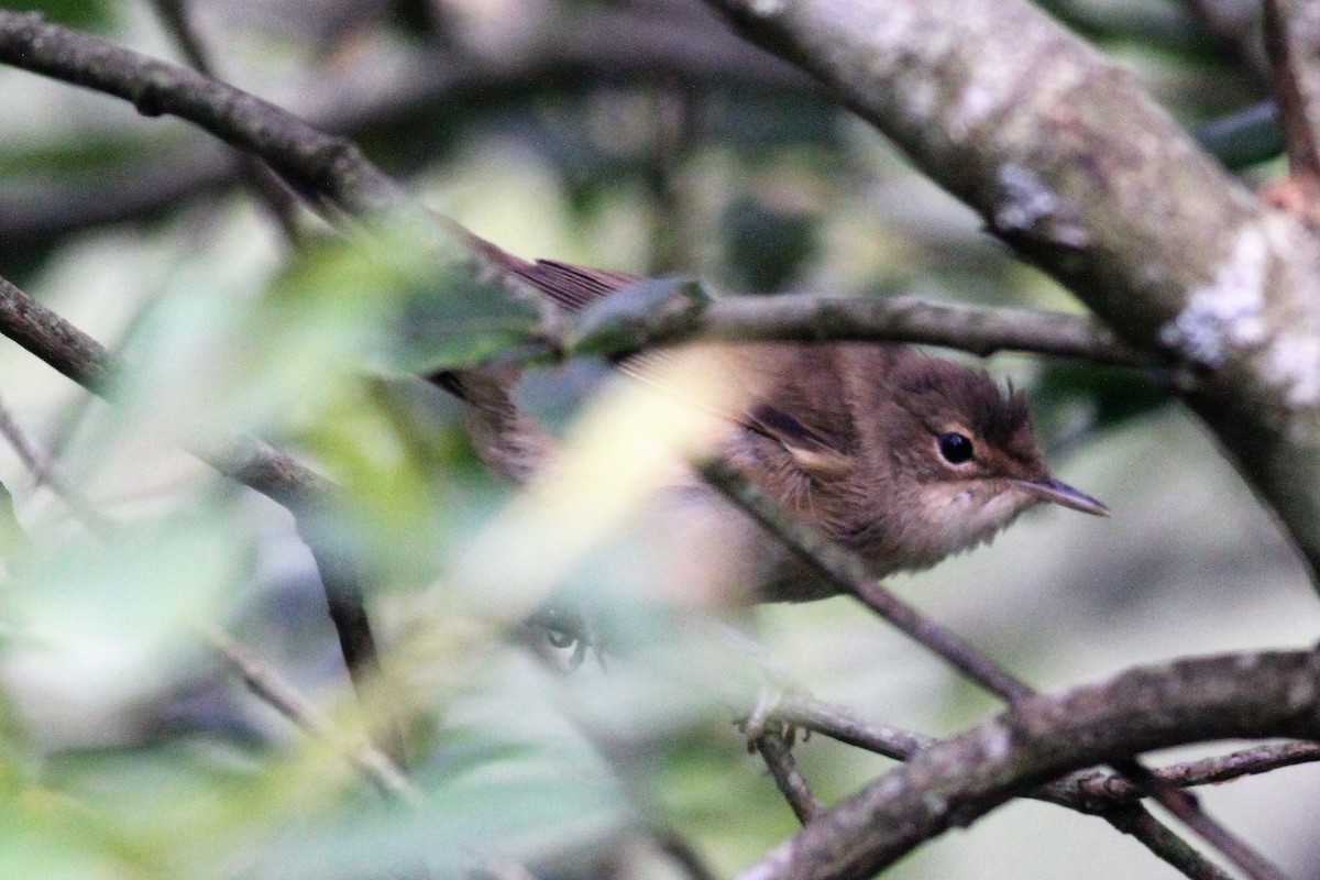 Common Reed Warbler - ML63467681