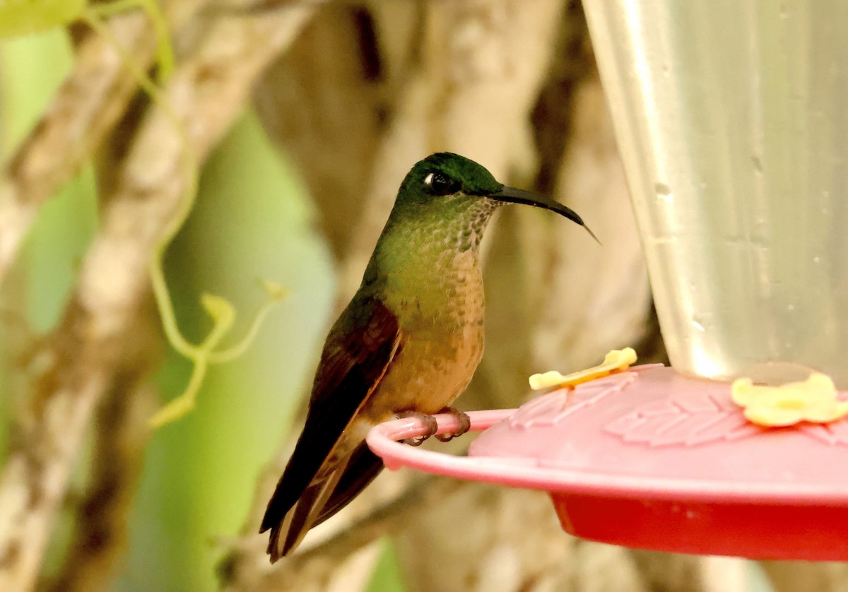 Fawn-breasted Brilliant - ML634676834