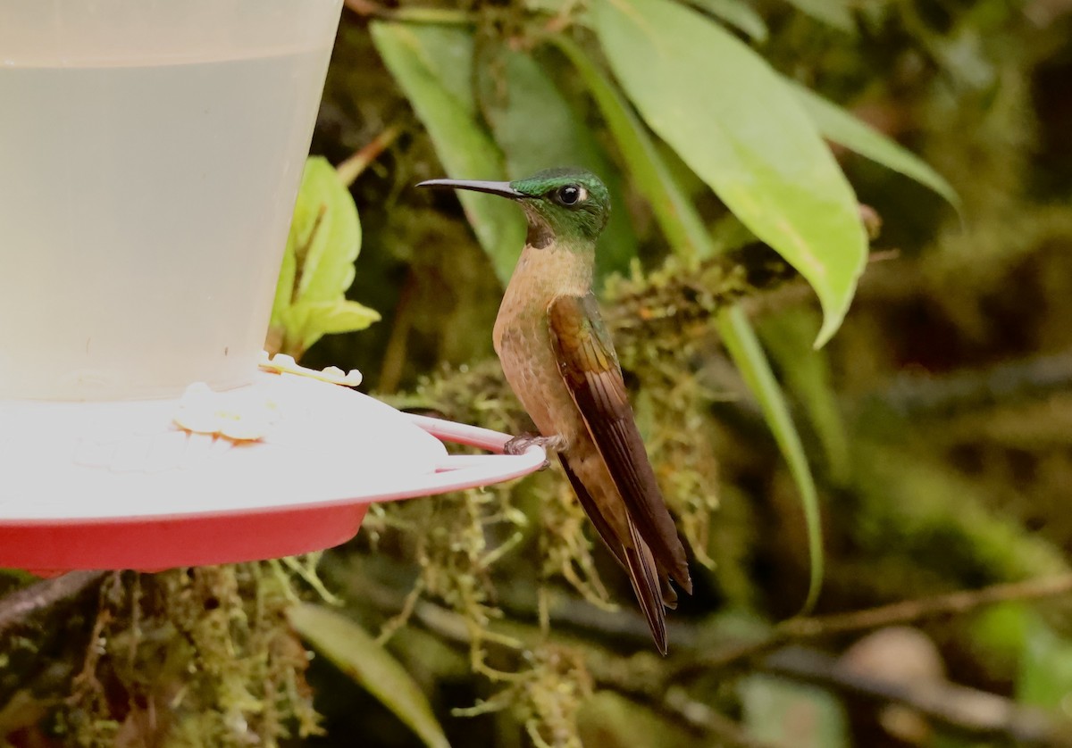 Fawn-breasted Brilliant - ML634676838