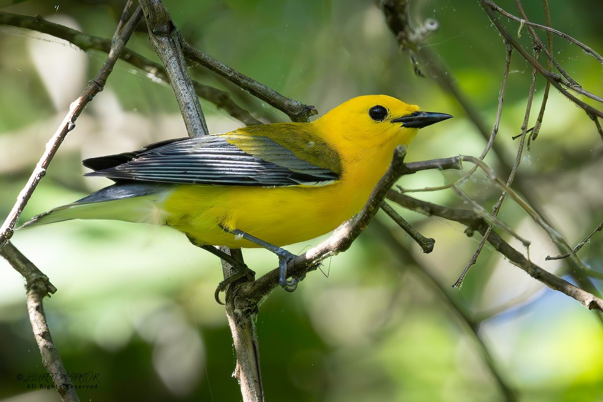Prothonotary Warbler - ML634676846