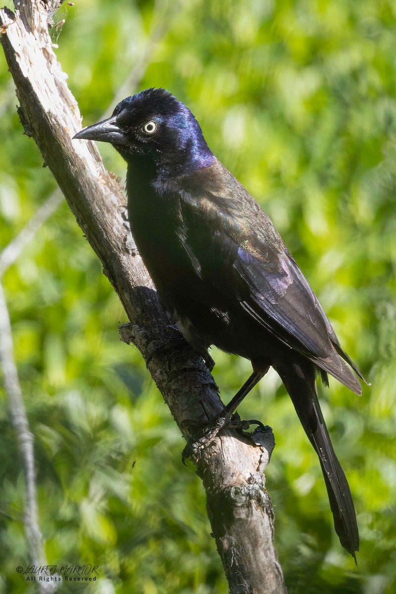 Common Grackle - ML634676863