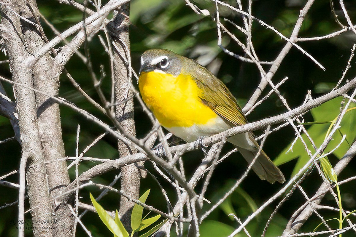 Yellow-breasted Chat - ML634676870