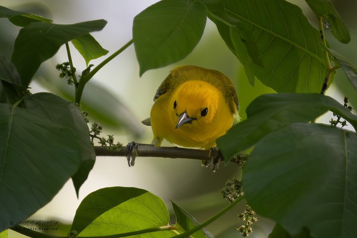 Prothonotary Warbler - ML634676874