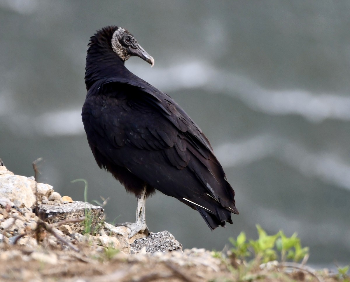 Black Vulture - ML634676878