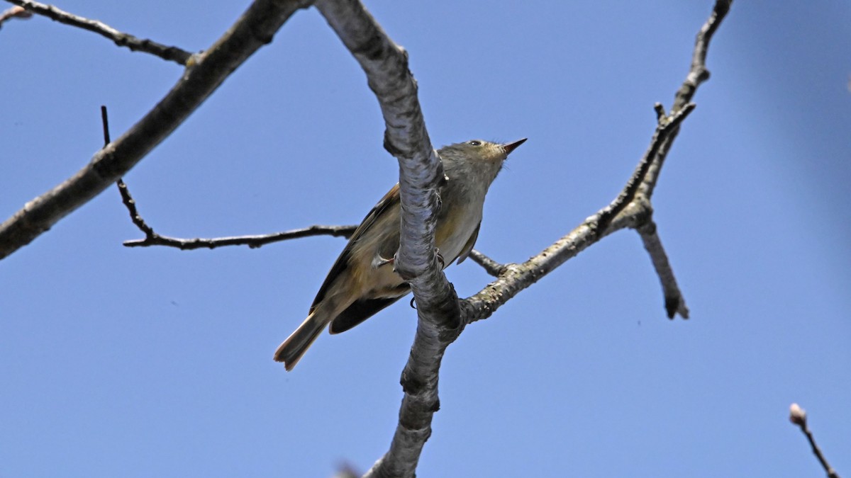 Ruby-crowned Kinglet - ML634676950