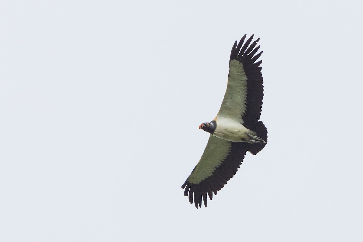 King Vulture - ML634676954