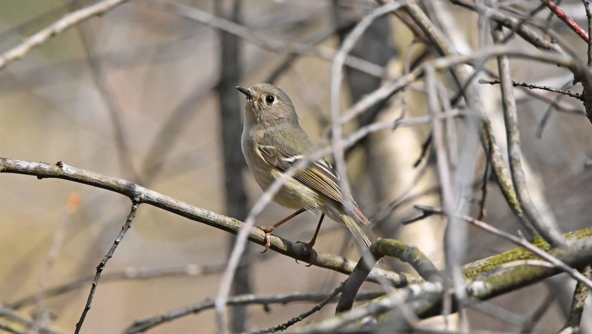 Ruby-crowned Kinglet - ML634676966