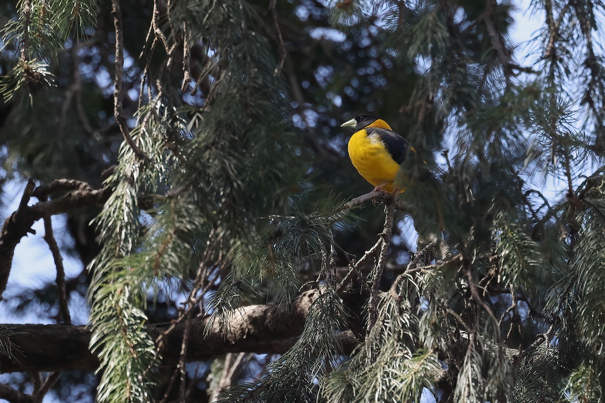 Black-and-yellow Grosbeak - ML634676998