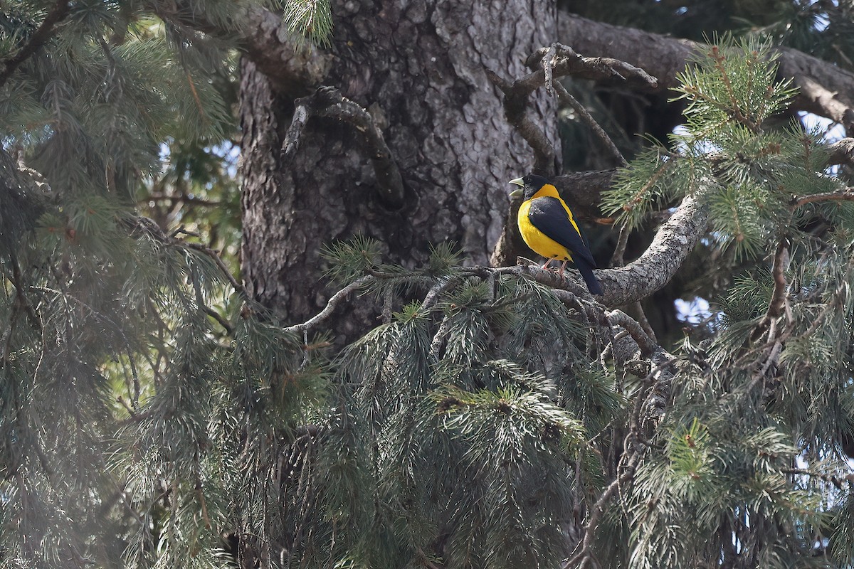 Black-and-yellow Grosbeak - ML634676999