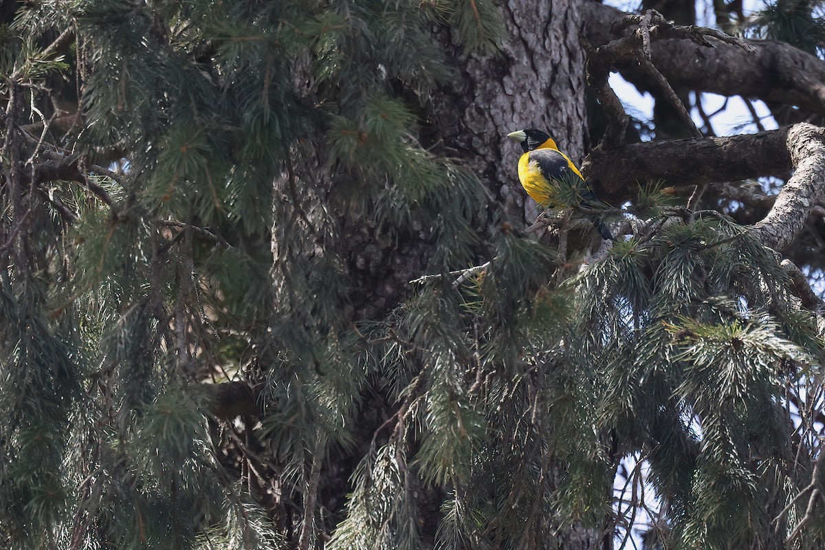 Black-and-yellow Grosbeak - ML634677003