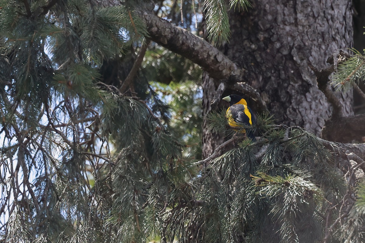Black-and-yellow Grosbeak - ML634677004