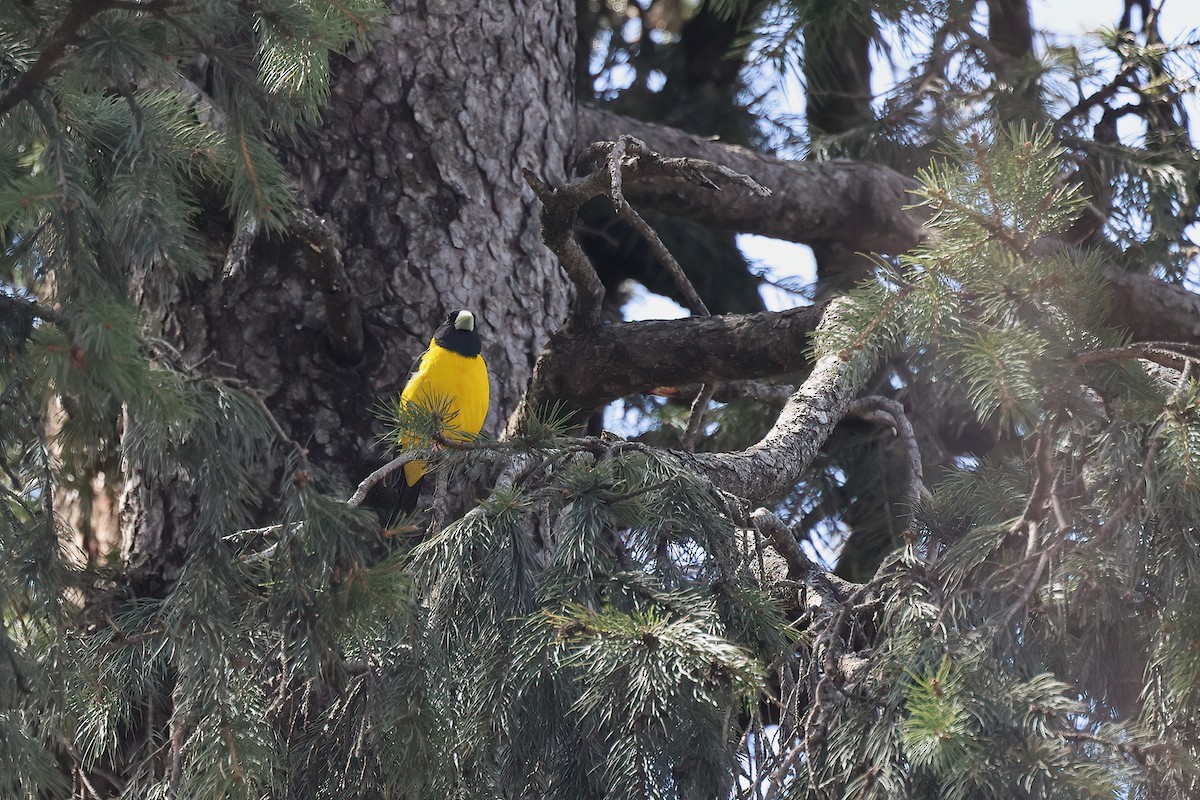 Black-and-yellow Grosbeak - ML634677005