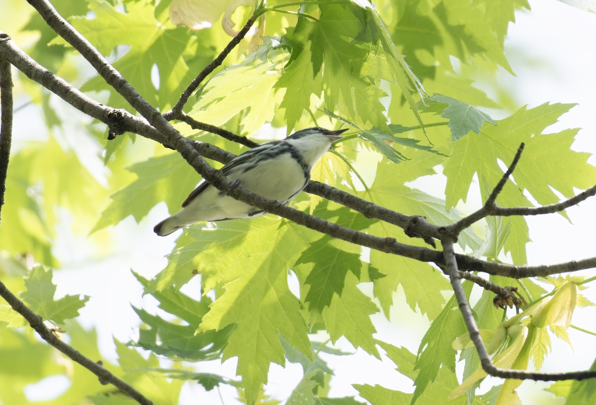 Cerulean Warbler - ML634677008