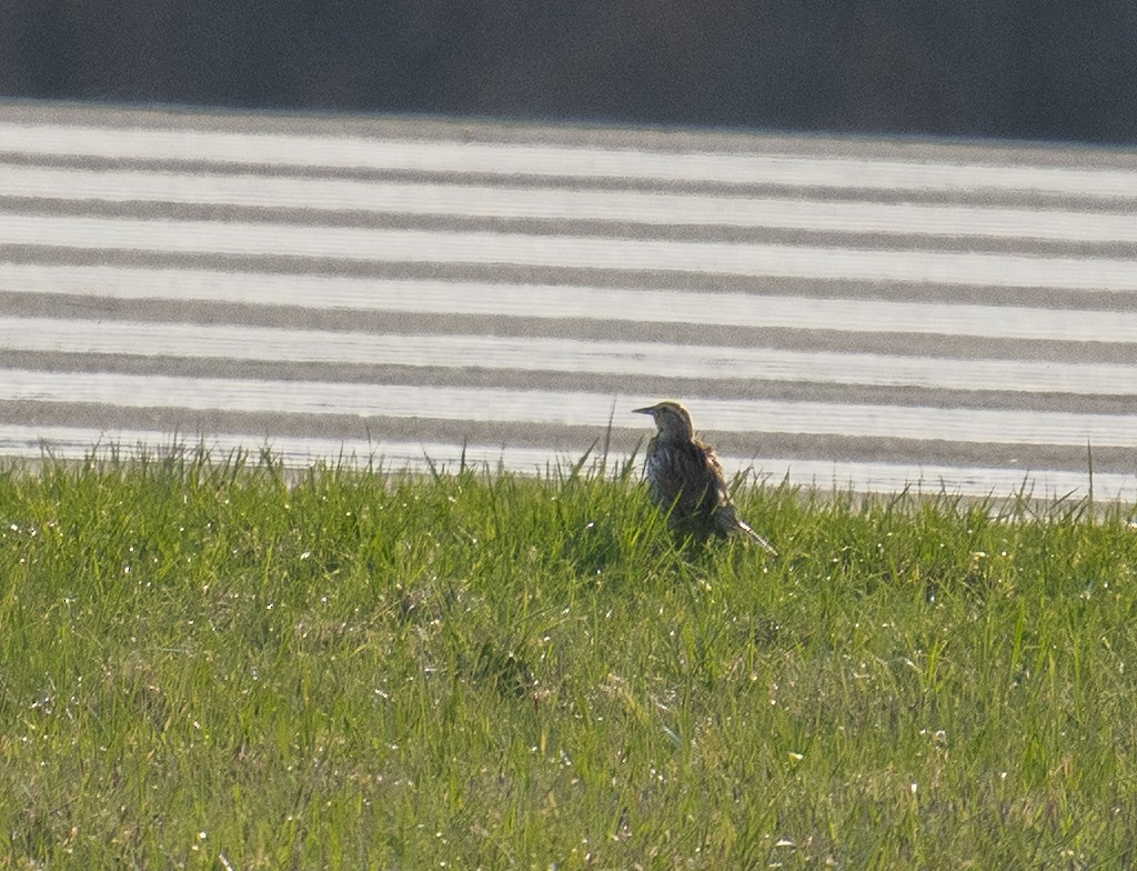 Western Meadowlark - ML634677026
