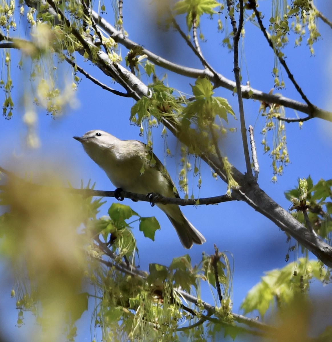 Warbling Vireo - ML634677048