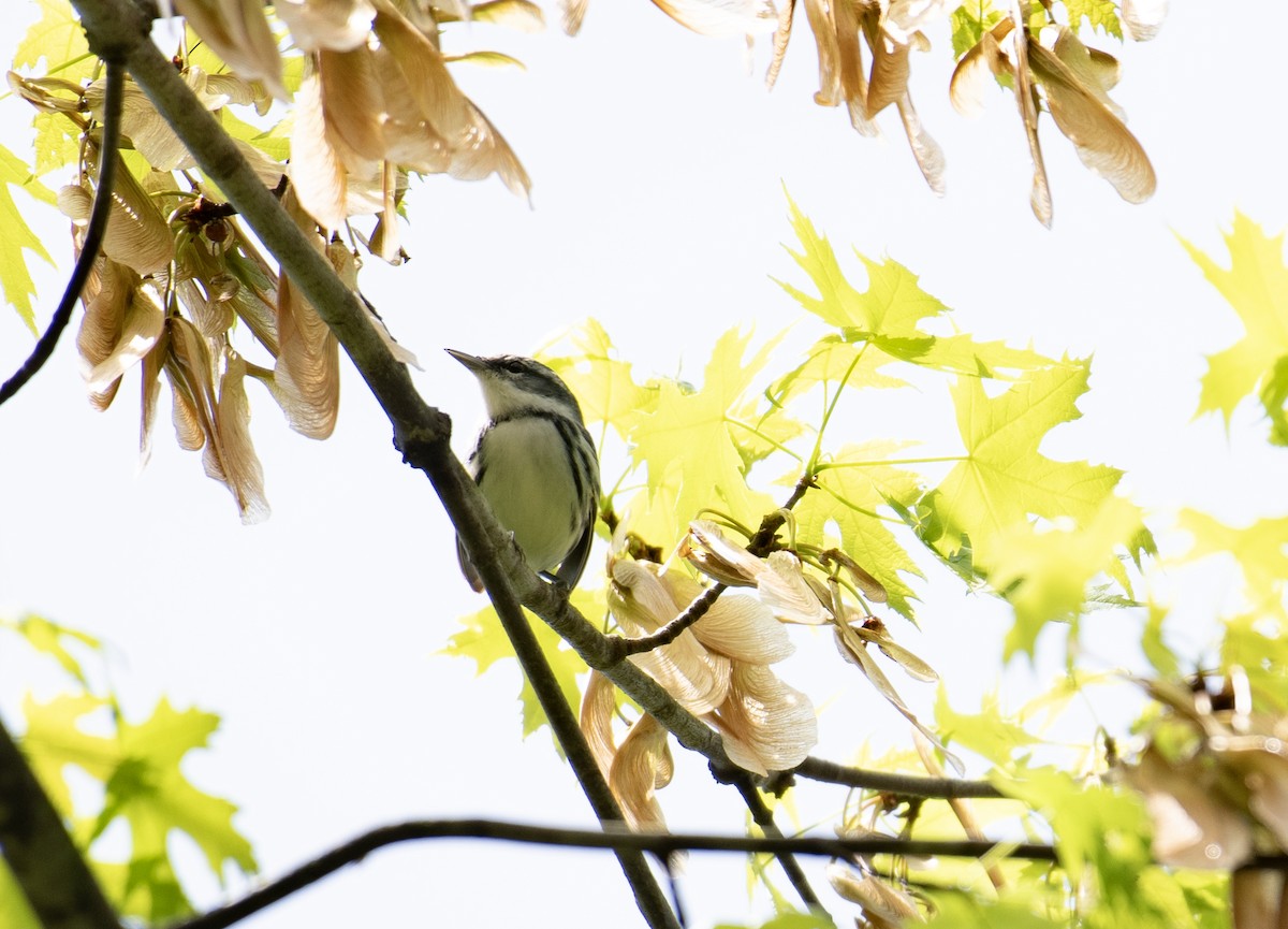 Cerulean Warbler - ML634677059