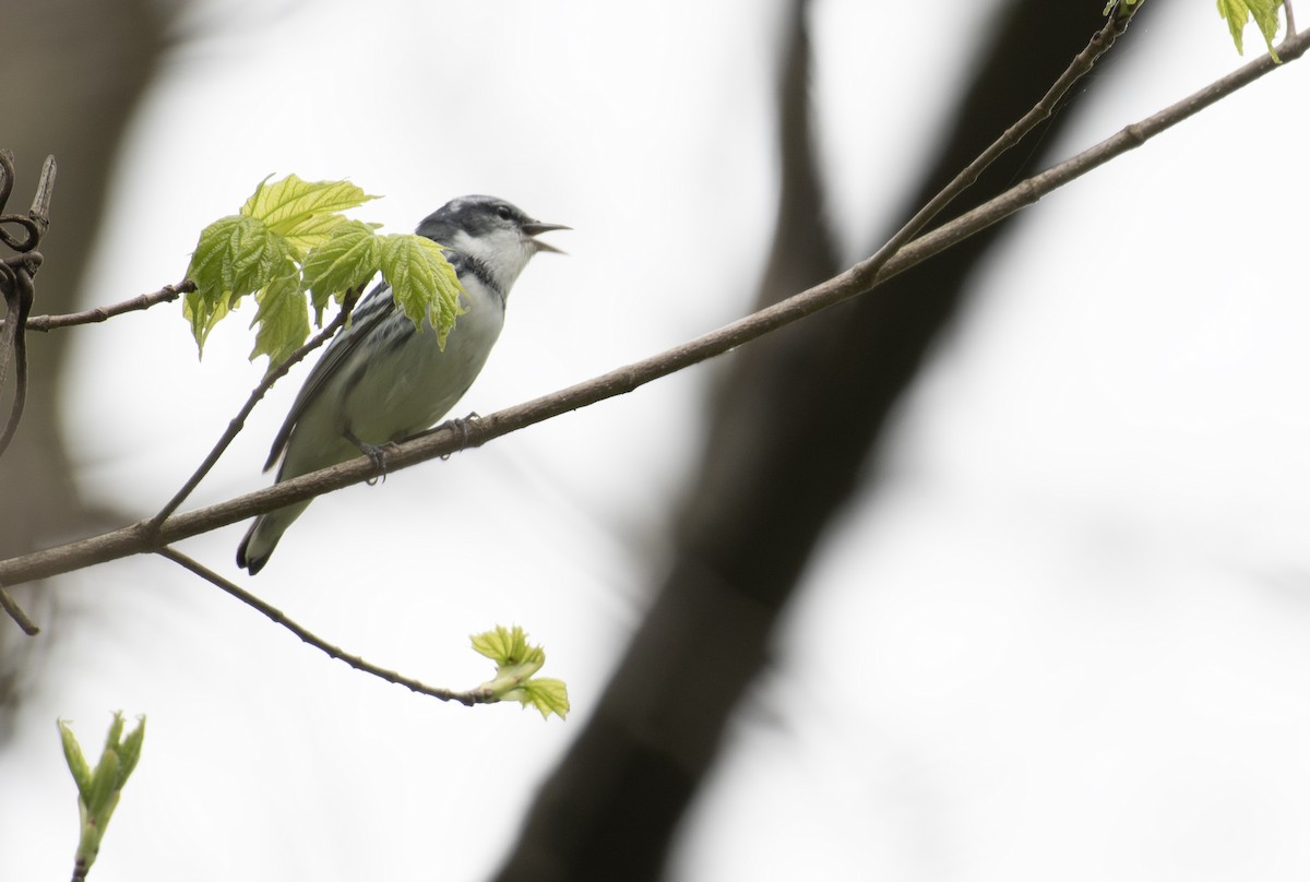 Cerulean Warbler - ML634677060