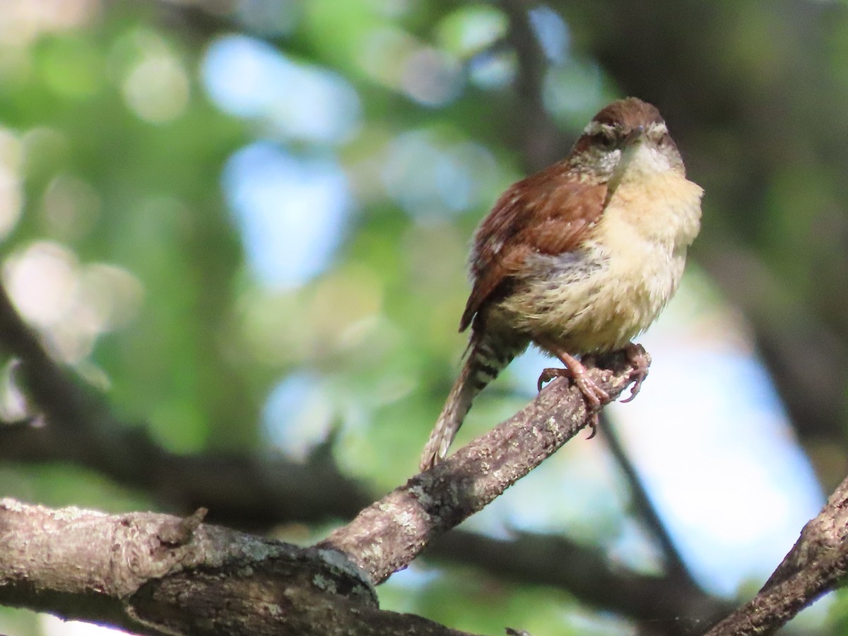 Carolina Wren - ML634677065