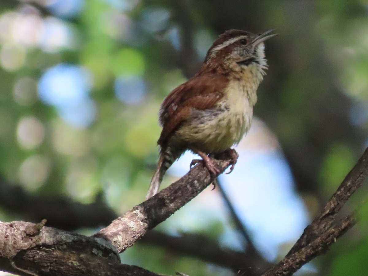 Carolina Wren - ML634677068