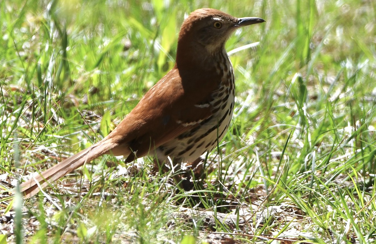 Brown Thrasher - ML634677069