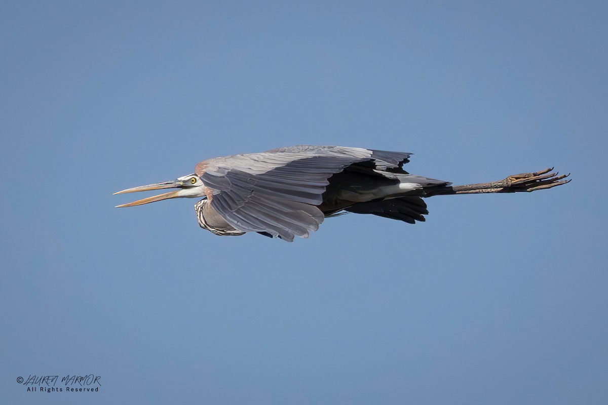 Great Blue Heron - ML634677081
