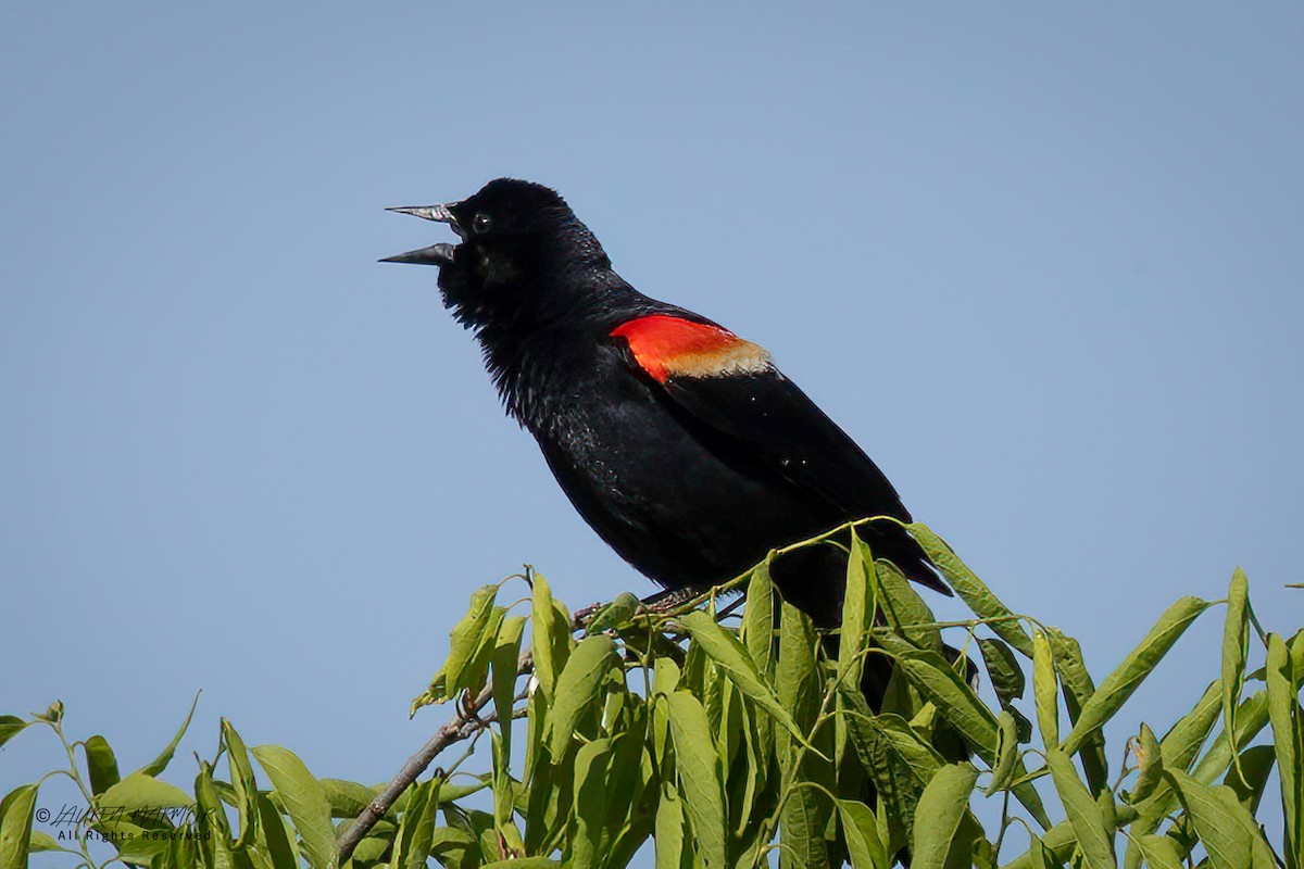 Red-winged Blackbird - ML634677096