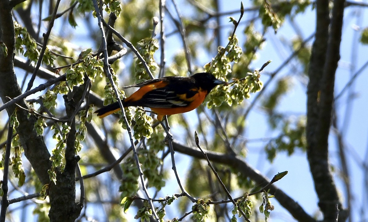 Baltimore Oriole - ML634677108